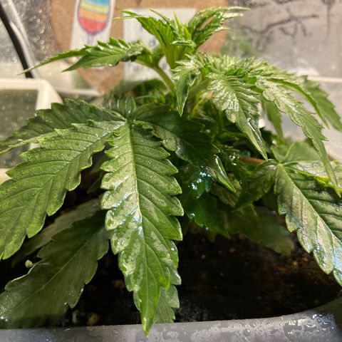 Auto fast & furious  growlog timeline photo