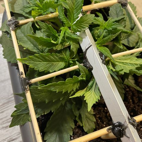 Auto fast & furious  growlog timeline photo