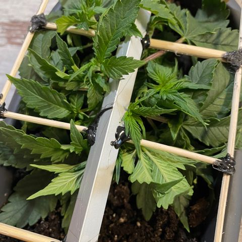 Auto fast & furious  growlog timeline photo
