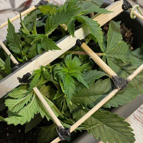 Auto fast & furious  growlog timeline photo