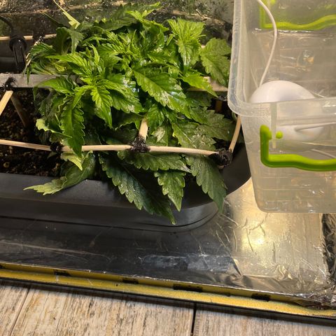 Auto fast & furious  growlog timeline photo