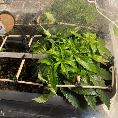 Auto fast & furious  growlog timeline photo
