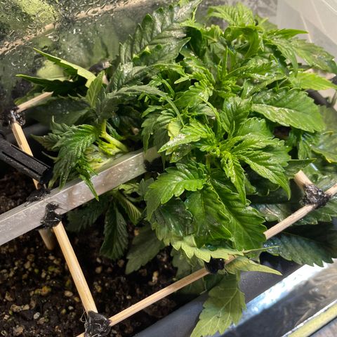 Auto fast & furious  growlog timeline photo