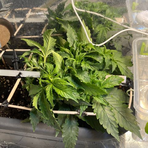 Auto fast & furious  growlog timeline photo