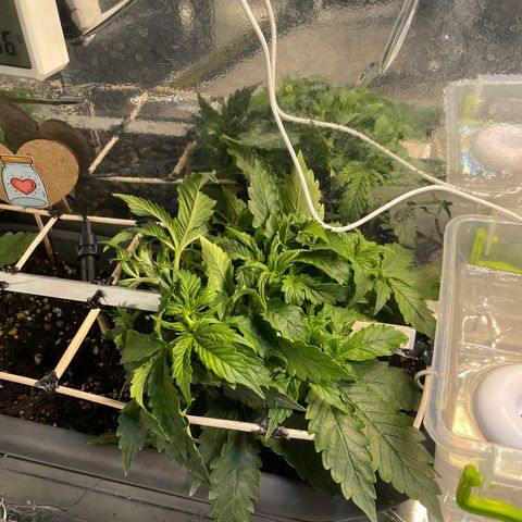 Auto fast & furious  growlog timeline photo