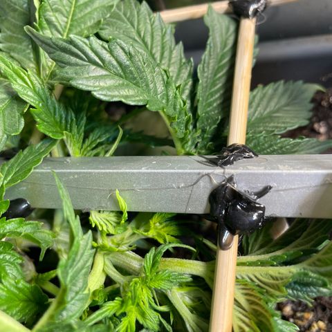Auto fast & furious  growlog timeline photo