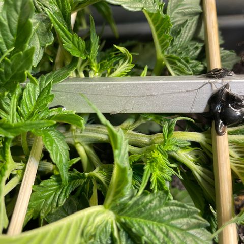 Auto fast & furious  growlog timeline photo