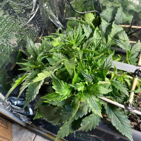 Auto fast & furious  growlog timeline photo