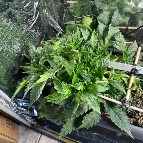 Auto fast & furious  growlog timeline photo