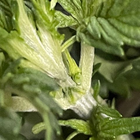 Auto fast & furious  growlog timeline photo
