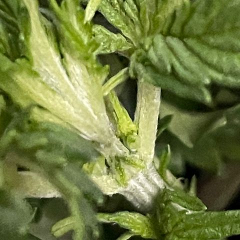 Auto fast & furious  growlog timeline photo