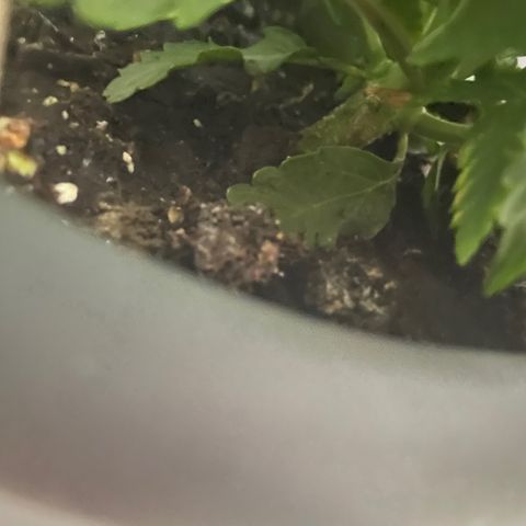 Auto fast & furious  growlog timeline photo