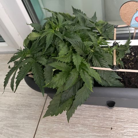 Auto fast & furious  growlog timeline photo