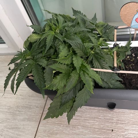 Auto fast & furious  growlog timeline photo