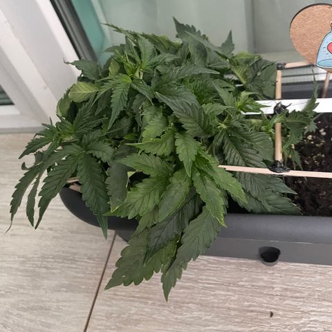 Auto fast & furious  growlog timeline photo