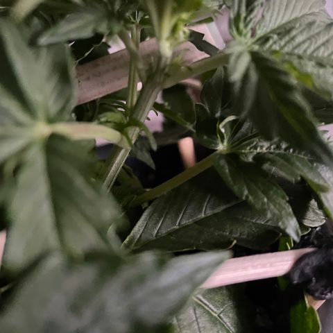 Auto fast & furious  growlog timeline photo