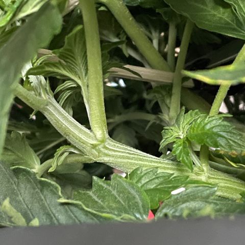 Auto fast & furious  growlog timeline photo