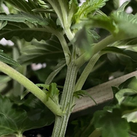 Auto fast & furious  growlog timeline photo
