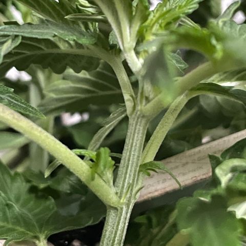 Auto fast & furious  growlog timeline photo