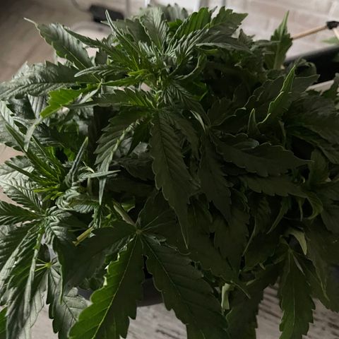 Auto fast & furious  growlog timeline photo
