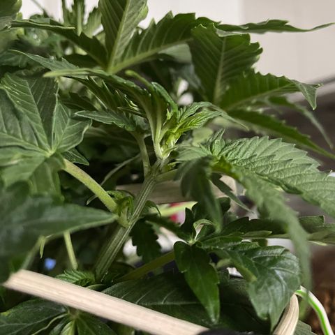 Auto fast & furious  growlog timeline photo
