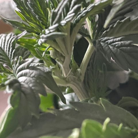 Auto fast & furious  growlog timeline photo