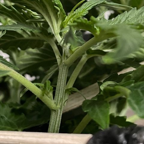 Auto fast & furious  growlog timeline photo