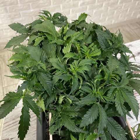 Auto fast & furious  growlog timeline photo