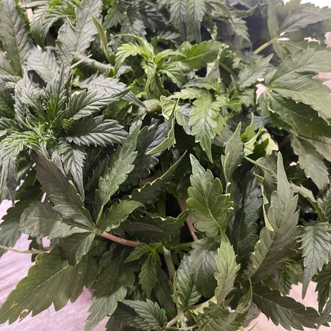 Auto fast & furious  growlog timeline photo