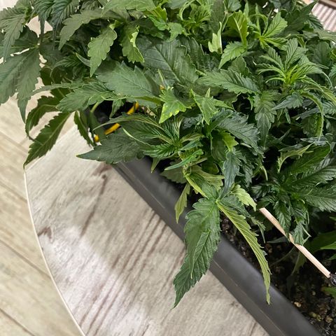 Auto fast & furious  growlog timeline photo