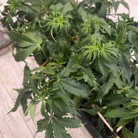 Auto fast & furious  growlog timeline photo