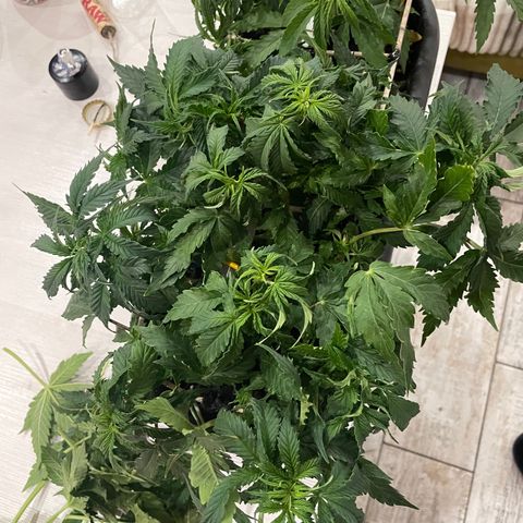 Auto fast & furious  growlog timeline photo