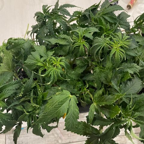 Auto fast & furious  growlog timeline photo