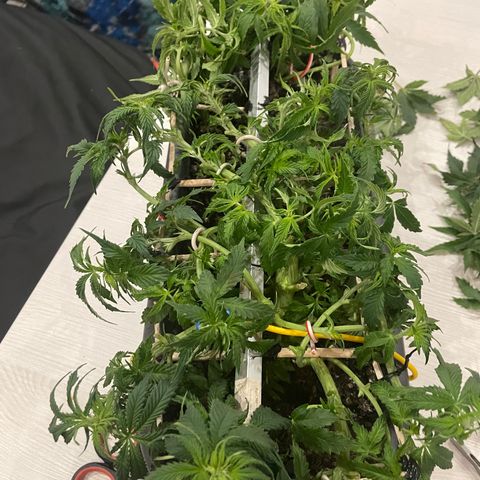 Auto fast & furious  growlog timeline photo