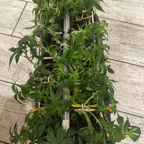 Auto fast & furious  growlog timeline photo