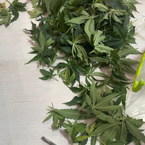 Auto fast & furious  growlog timeline photo