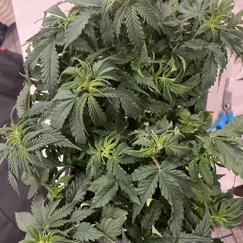 Auto fast & furious  growlog timeline photo