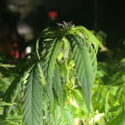 Auto fast & furious  growlog timeline photo