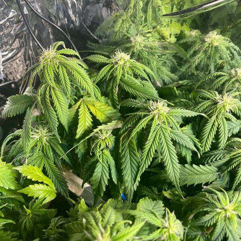 Auto fast & furious  growlog timeline photo