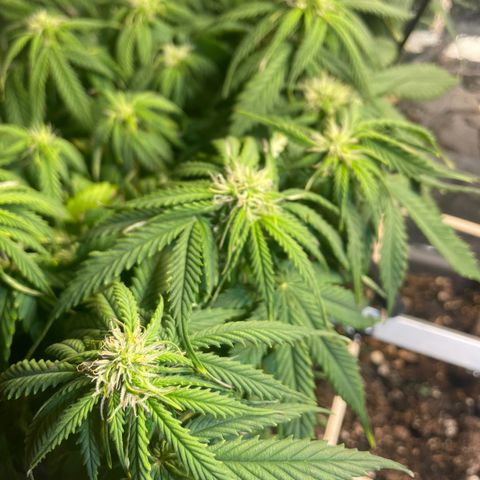 Auto fast & furious  growlog timeline photo