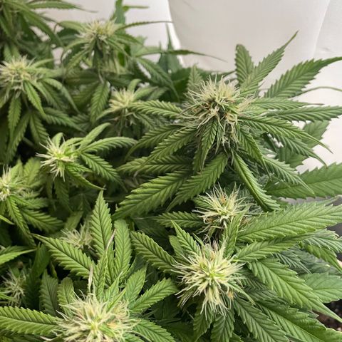Auto fast & furious  growlog timeline photo