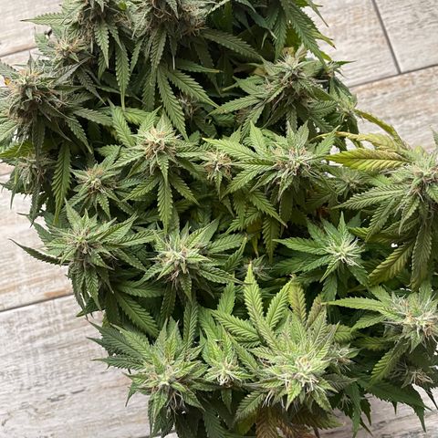 Auto fast & furious  growlog timeline photo