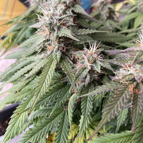 Auto fast & furious  growlog timeline photo