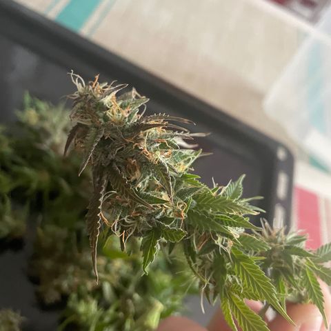 Auto fast & furious  growlog photo: 70% срезал