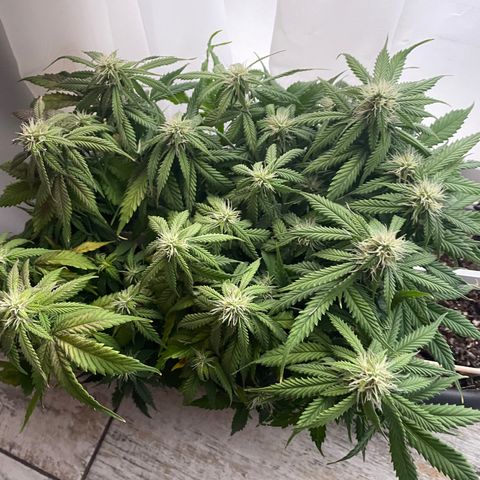 Auto fast & furious  growlog timeline photo