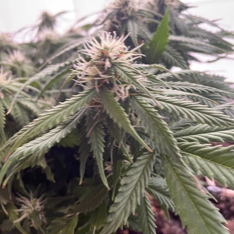 Auto fast & furious  growlog timeline photo