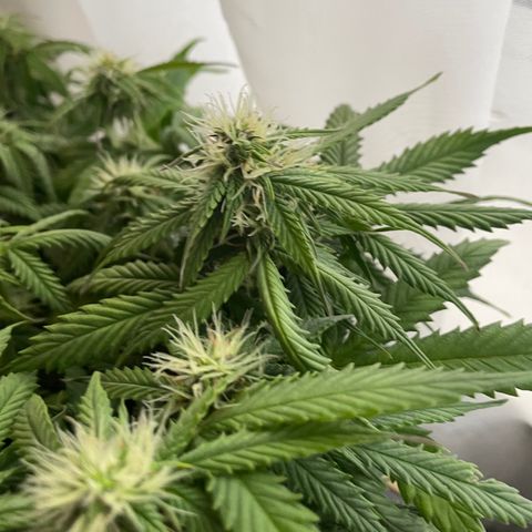Auto fast & furious  growlog timeline photo