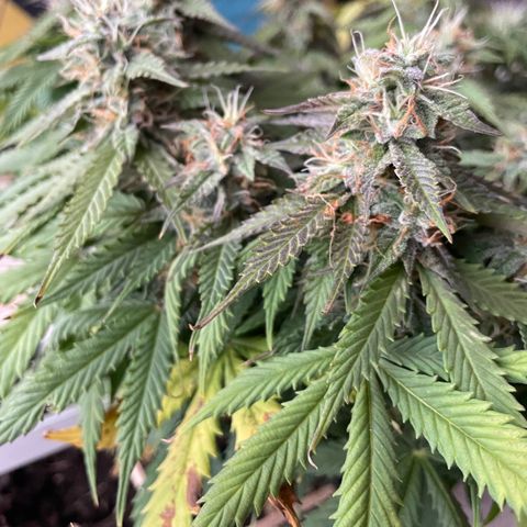 Auto fast & furious  growlog timeline photo