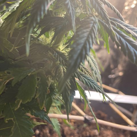 Auto fast & furious  growlog timeline photo