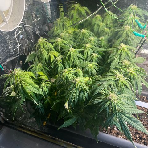 Auto fast & furious  growlog timeline photo